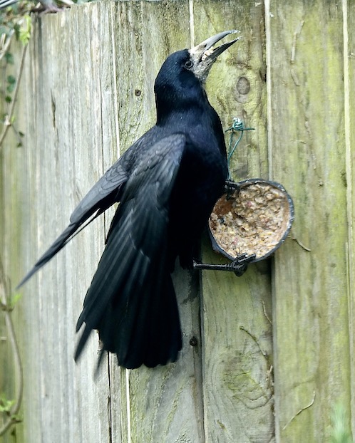 rook